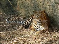 149 BIO PARC DE DOUE LA FONTAINE 3- 2016_000006